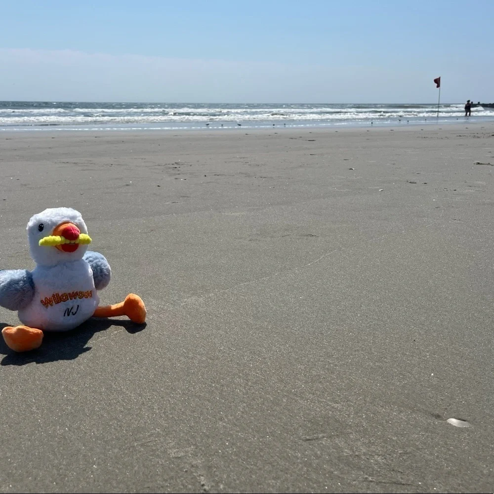 Seagull Plush Toy Wildwood NJ New Fry in his